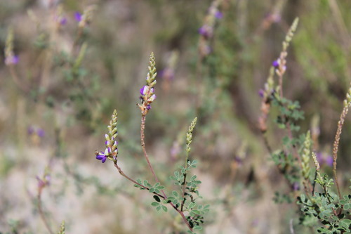 Silver prairie clover (Dalea bicolor)