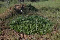 Haplopappus macrocephalus