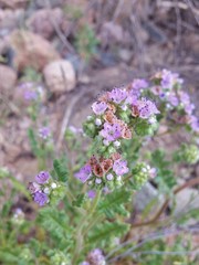 Phacelia sanzinii