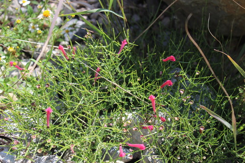 Scutellaria suffrutescens
