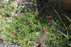 Scutellaria suffrutescens