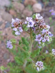 Phacelia sanzinii