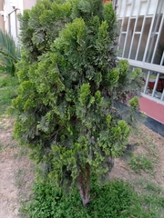 Platycladus orientalis