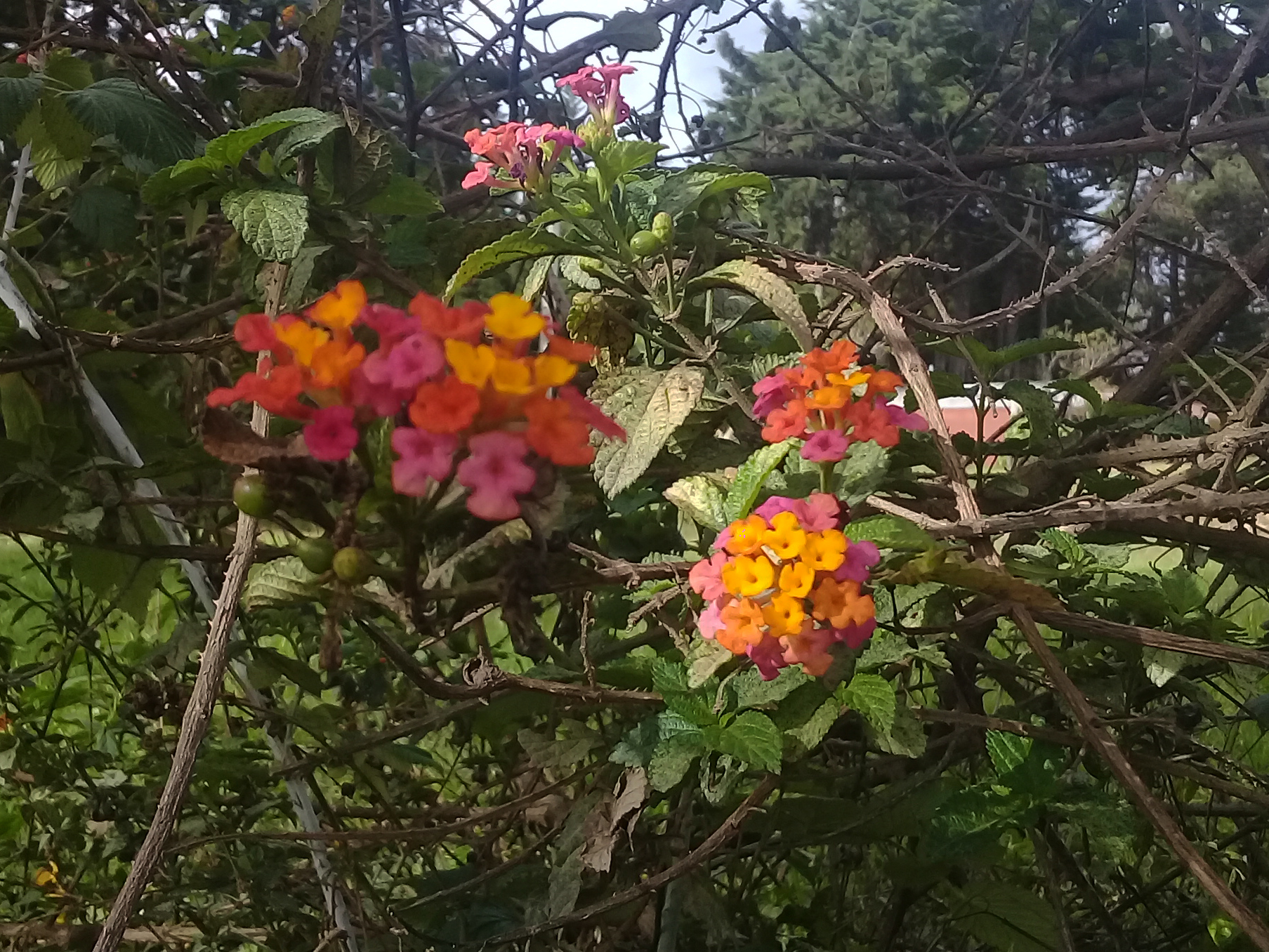 Lantana image