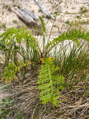 Tanacetum bipinnatum