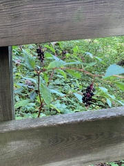 Phytolacca americana