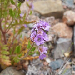 Phacelia sanzinii