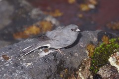 Junco hyemalis carolinensis