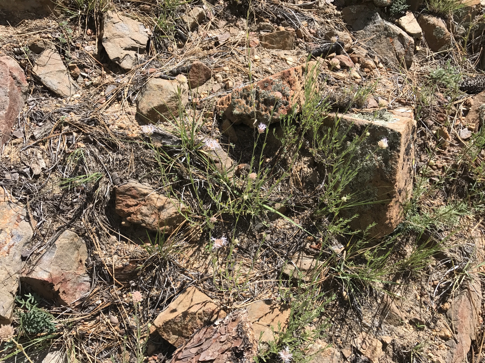 Monardella linoides ssp. linoides