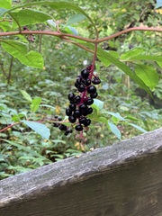 Phytolacca americana
