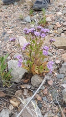 Phacelia sanzinii