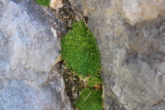 Selaginella pilifera