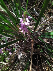 Tetratheca pilosa