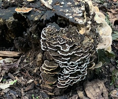 Trametes