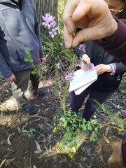 Tetratheca pilosa