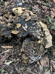 Trametes