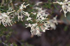 Grevillea pilulifera
