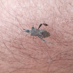 Leptoglossus chilensis