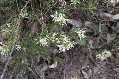 Grevillea pilulifera