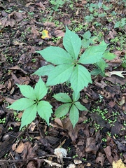 Parthenocissus quinquefolia