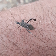 Leptoglossus chilensis