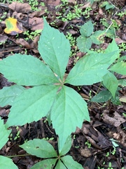 Parthenocissus quinquefolia