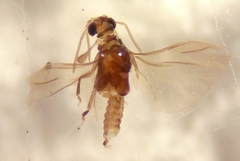 Elenchidae