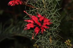 Grevillea wilsonii