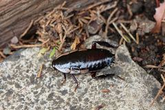 Drymaplaneta communis