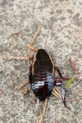 Drymaplaneta communis