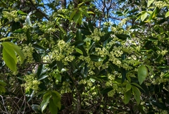 Denhamia celastroides