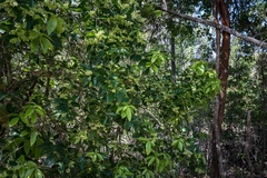 Denhamia celastroides