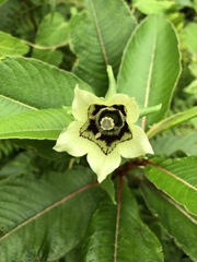Codonopsis rotundifolia
