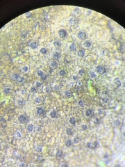 Pseudosagedia cestrensis