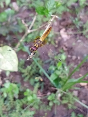Trithemis aurora