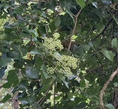Premna