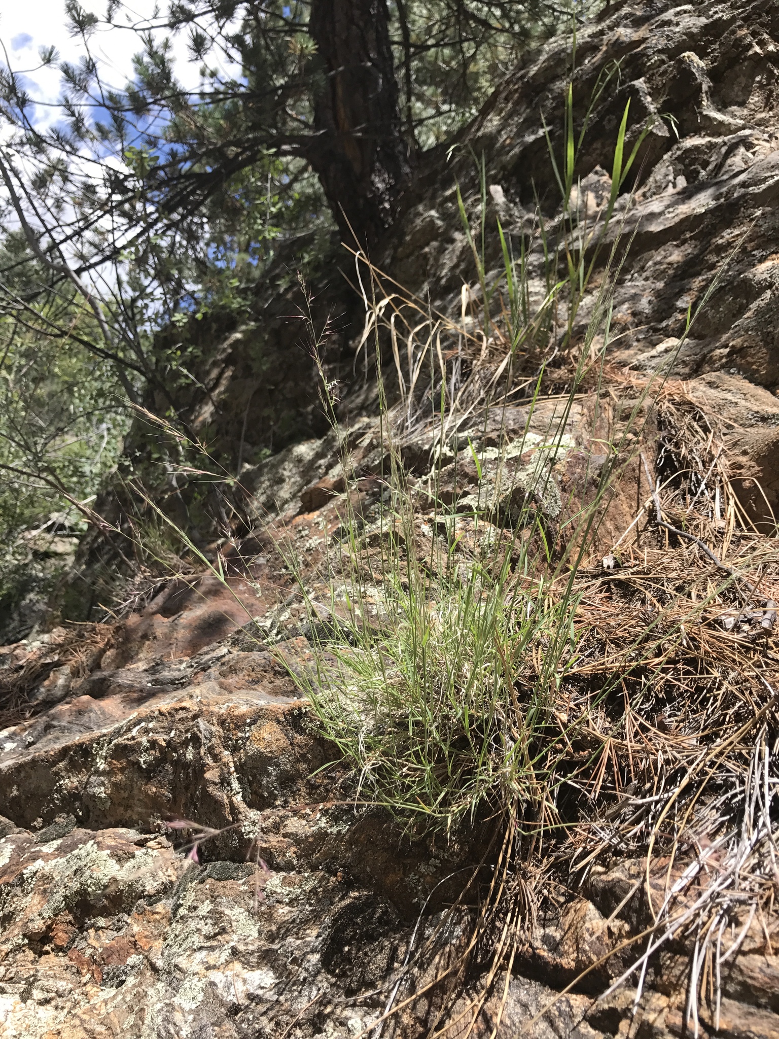 Muhlenbergia arsenei