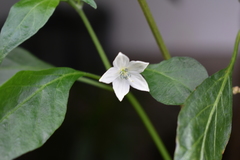 Capsicum frutescens