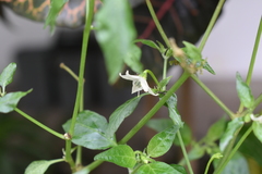 Capsicum frutescens