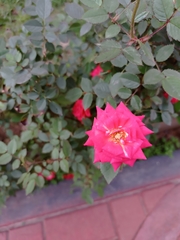 Rosa chinensis