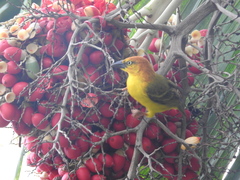 Ploceus princeps