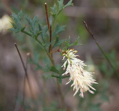 Grevillea pulchella