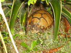 Terrapene carolina mexicana