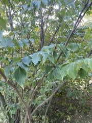 Cornus kousa
