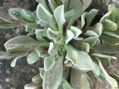 Boechera breweri