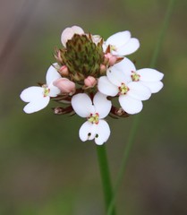 Stylidium scariosum