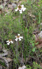 Stylidium scariosum