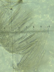 Pseudosagedia cestrensis