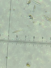 Pseudosagedia cestrensis