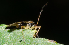 Bryocoris pteridis